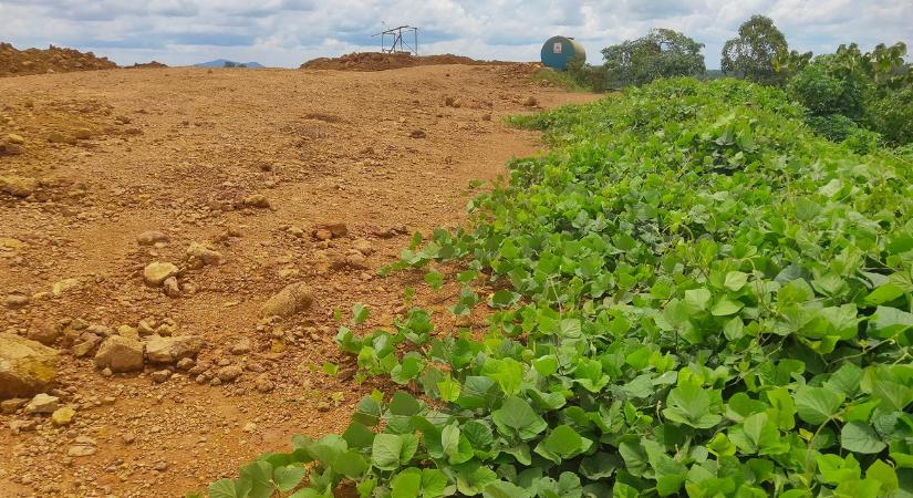 Talajtakarással spórolni: egyre népszerűbb ez a módszer
