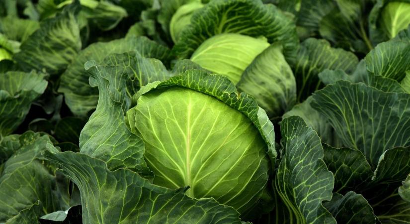 Árrésstop a sertésmájkrémtől a bébiételig: itt a lista az újdonságokról