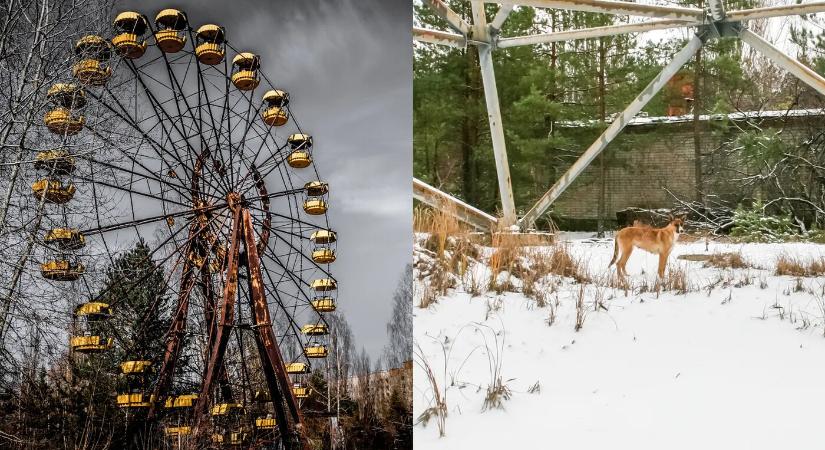 FOTÓK: Hihetetlen, milyen kutyákat találtak Csernobilban!