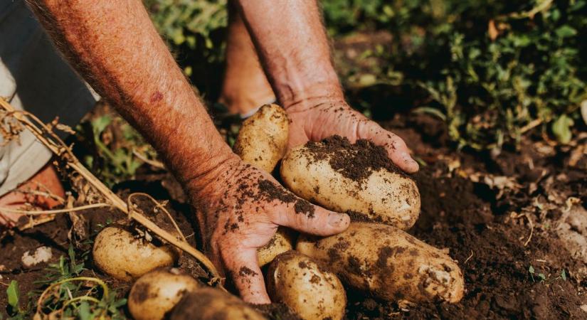 Ha így haladunk, el fog tűnni az asztalunkról a krumpli