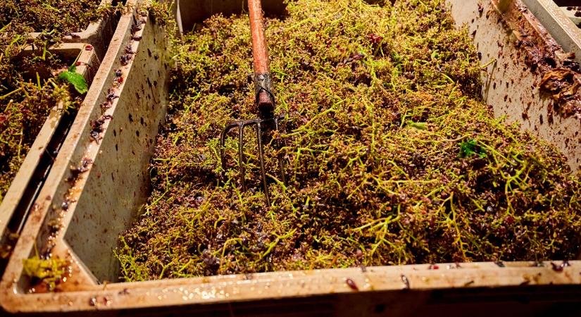 Narancshéj, szőlőszár és olajpogácsa: melléktermékből takarmány?