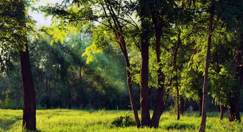 Erdészeti Iránytű 2025: mit hoz a jövő az erdőknek és gazdálkodóknak?