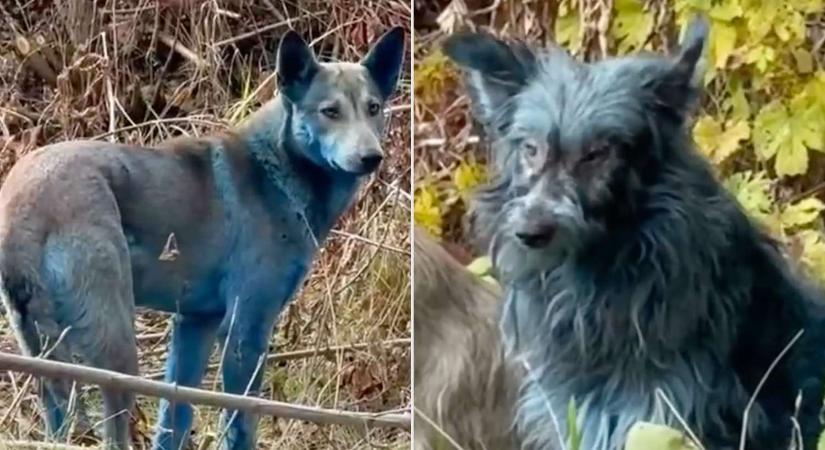 Különös, kék szőrű kutyák bukkantak fel Csernobil környékén