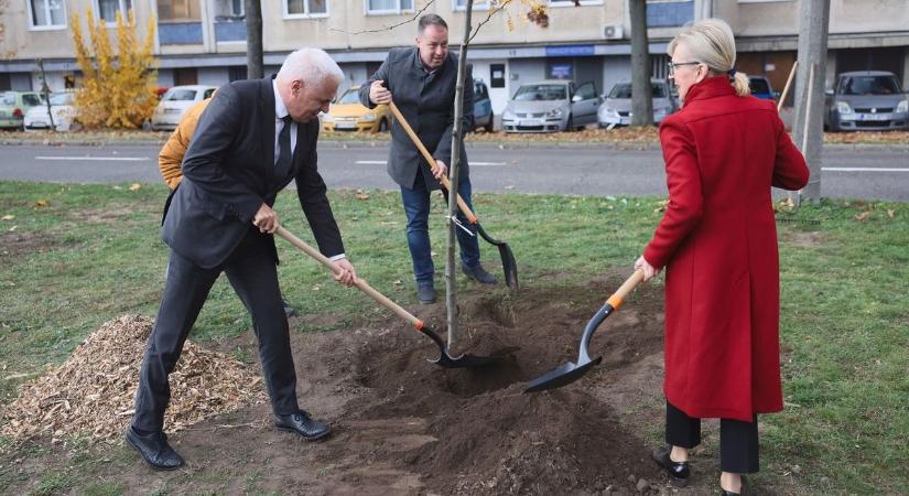 Idén új rekord jöhet a fásítási programban – Nyíregyháza még zöldebb lesz, mint valaha!