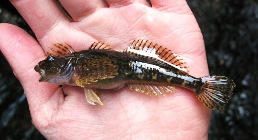 Kihaltnak hitt, védett halfaj bukkant fel Nyergesújfalunál