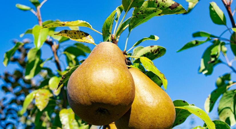 Nemsokára az alma és a körte árrését is össze lehet hasonlítani