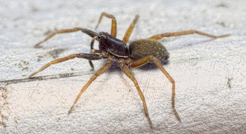 Visszatért Angliába a fehérkezű farkaspók