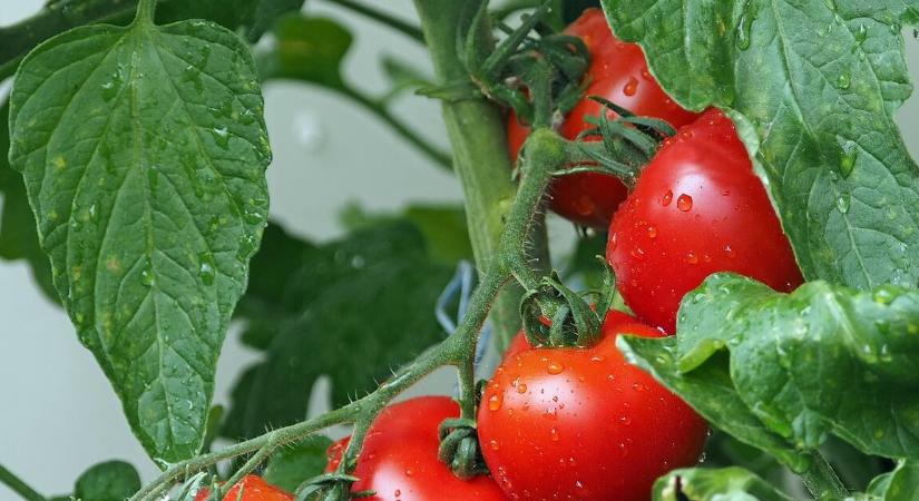 Gyümölcs, zöldség, hús és sajt is szerepel az új árrésstopos listán