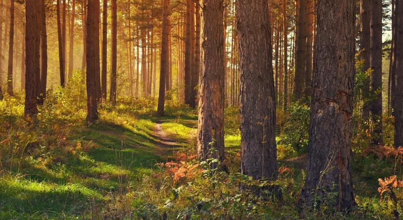 Erdők a Homokhátságon – jelen és jövő