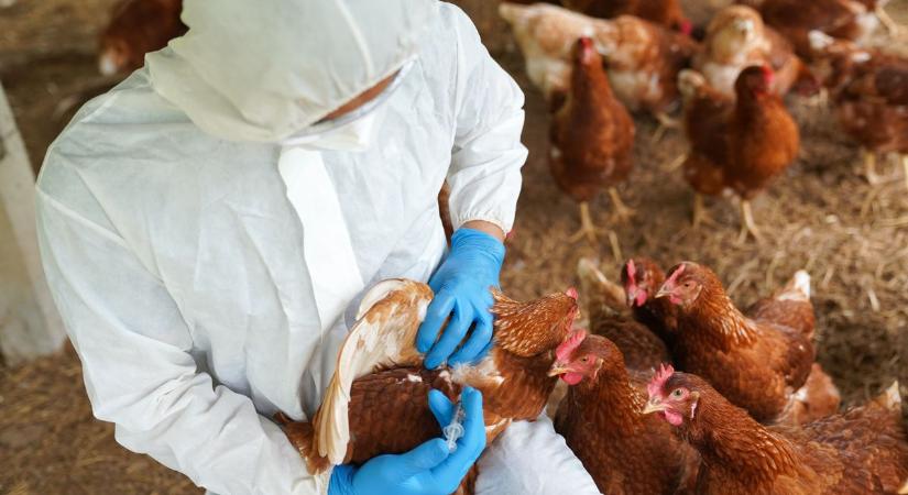 Közelít Csongrád-Csanád felé a madárinfluenza, már kötelező a zártan tartás