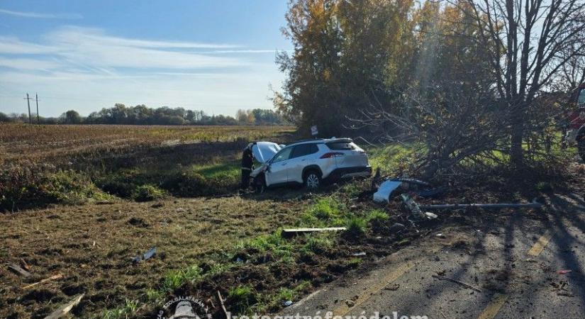 Fát borított ki egy autós Galambok és Zalakaros között