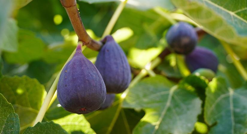 Téli teendők a fügefával