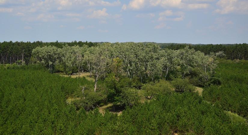Szinte extrém sport az erdőtelepítés ezen a homokos talajon, de létfontosságú