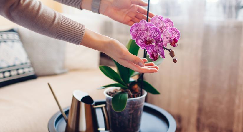 Létfontosságú! Ez az őszi trükk segít, hogy az orchideád minél többet virágozzon