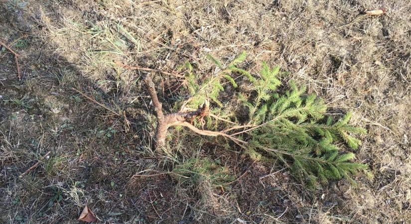 Hihetetlen, amit a szekszárdi asszony teraszán és a kertjében művelnek a vadállatok