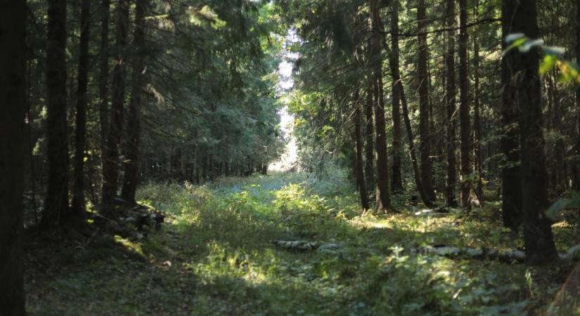 Szeged melletti kiserdőben ért véget a keresés, a forráskúti mentők és egy keresőkutya együtt találták meg a férfit