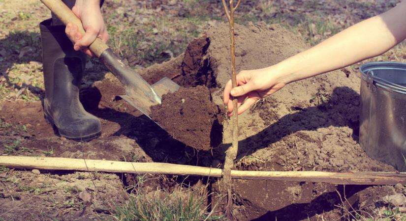 Gyümölcsfát ültetnél a kertbe? Ha nem akarsz hibázni, ezt tudnod kell
