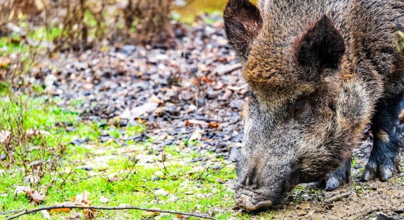 Ősszel nemcsak aratunk – jönnek a vadkárok is