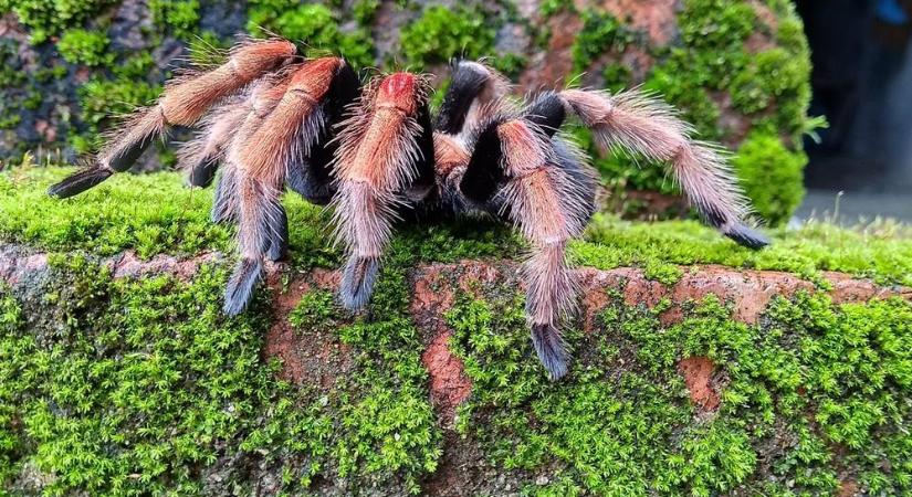 Hatlábú szamba – a tarantulák új tánca, avagy hogyan lesz a hiányból lendület