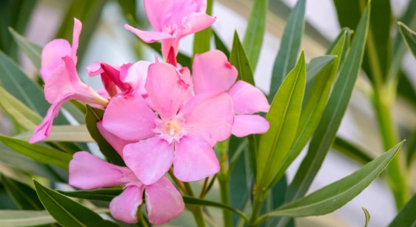 Ha így téliesíted a leandert, nem fog megfagyni: ontja majd a virágokat jövő tavasszal