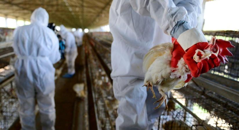 Újra megjelent hazánkban a madárinfluenza