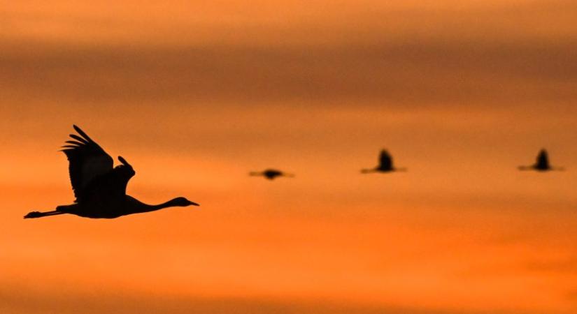 A szegedi Fehér-tónál megleshetjük, hogyan szállnak a darvak