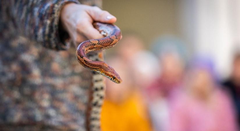 Állatsereglet a különleges bakonyi völgyben – Egy nap borzzal, sünnel, patkánnyal, siklóval (képgaléria, videó)