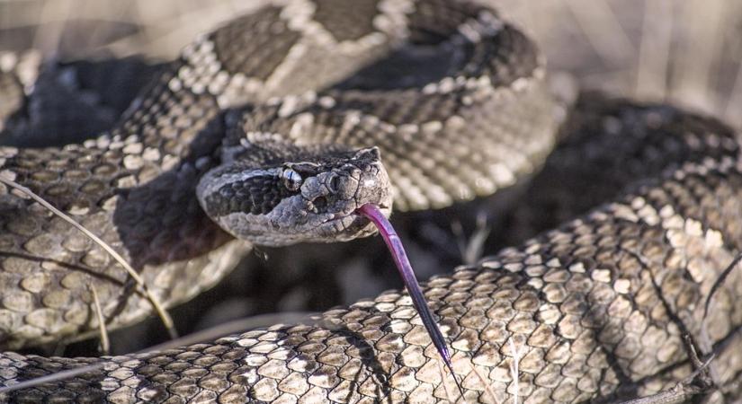 A hüllők titkos fegyvere – hogyan győzik le a vesekövet, ami minket kínoz