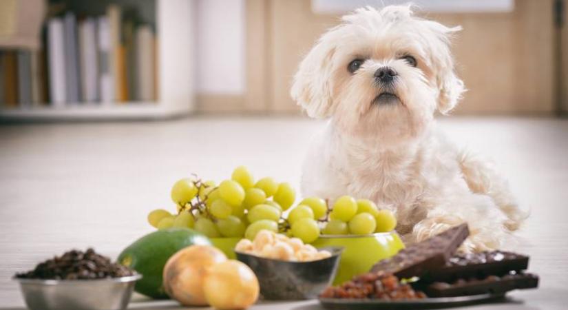 Egy őszi gyümölcs, amivel megmérgezheted a kutyád: kis mennyiségben is halálos
