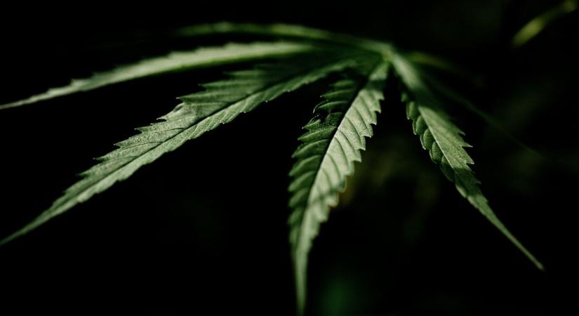 Letartóztatták a miskolci drogdílert