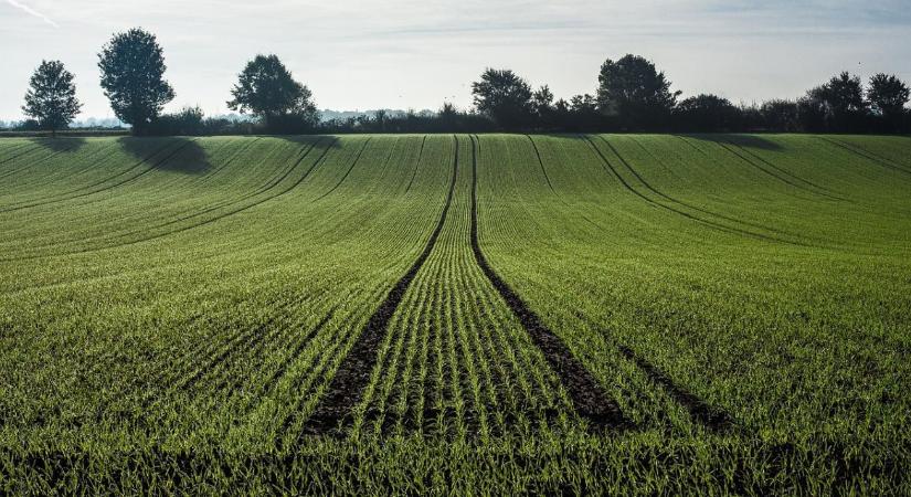 Ne várjuk meg a tavaszt: már most védekezni kell a kalászos betegségek ellen