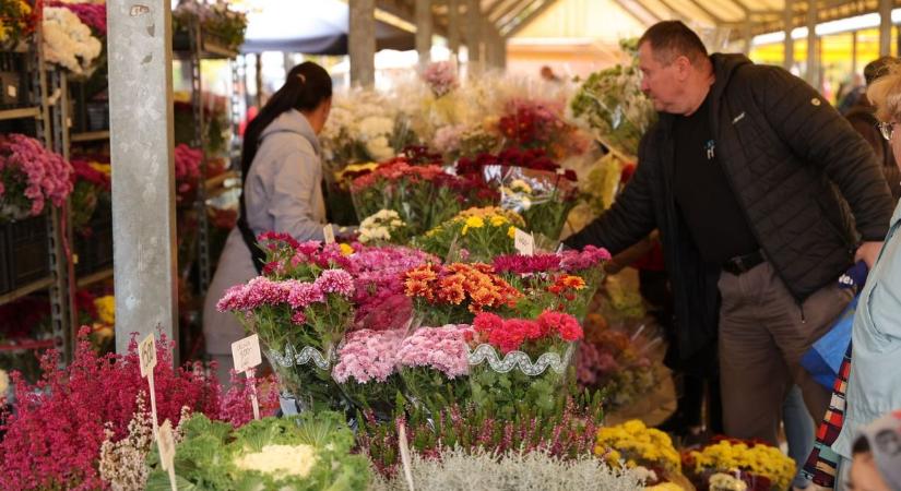 Aranyárban mérik idén a krizantémot a Mars téri piacon – megmutatjuk, pontosan mennyiért adják