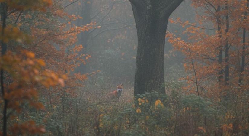 Vadállat szabadult be a zalai városba, a lakótelepen örökítették meg (videó)