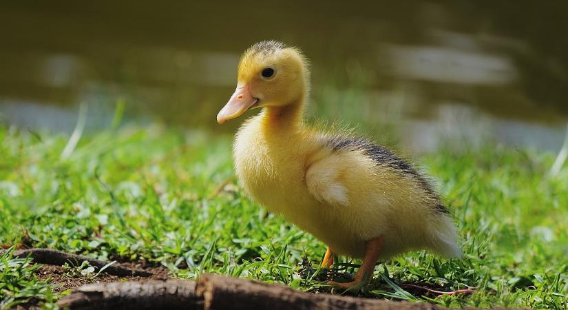 Ismét itt a rettegett kór: 20 ezer állatot kellett elpusztítani