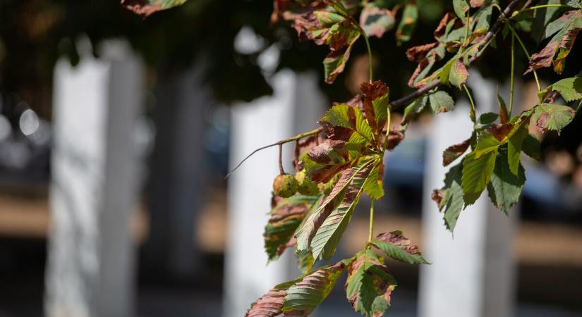 Enyhe idő várható az első novemberi hétvégén