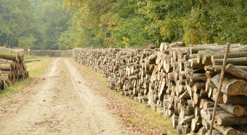 Idén is ötmilliárd forintot biztosít a kormány a szociális tűzifa programra