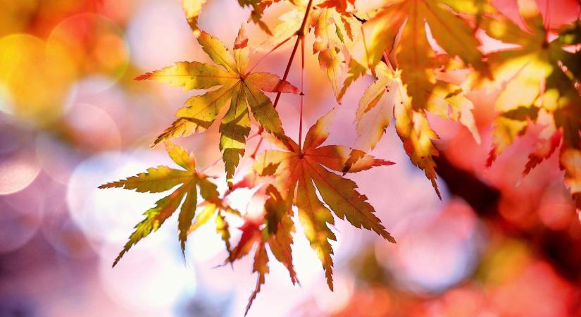 Enyhe idő várható mindenszentek napjára