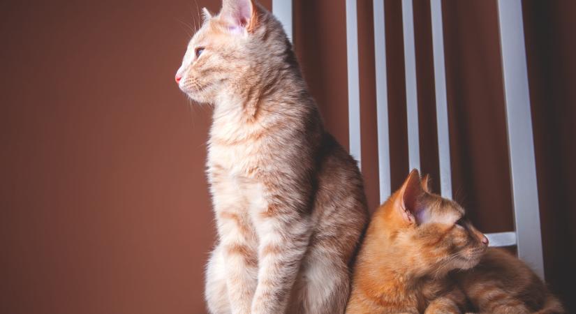 Történelmi válás Isztanbulban: tartásdíjat kell fizetnie a macskák után egy török férfinak