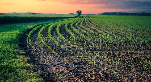 Hungaromet: az enyhe idő segíti az őszi vetés fejlődését