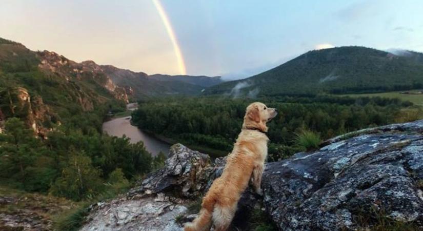 Mit látnak és mire figyelnek a kutyák?