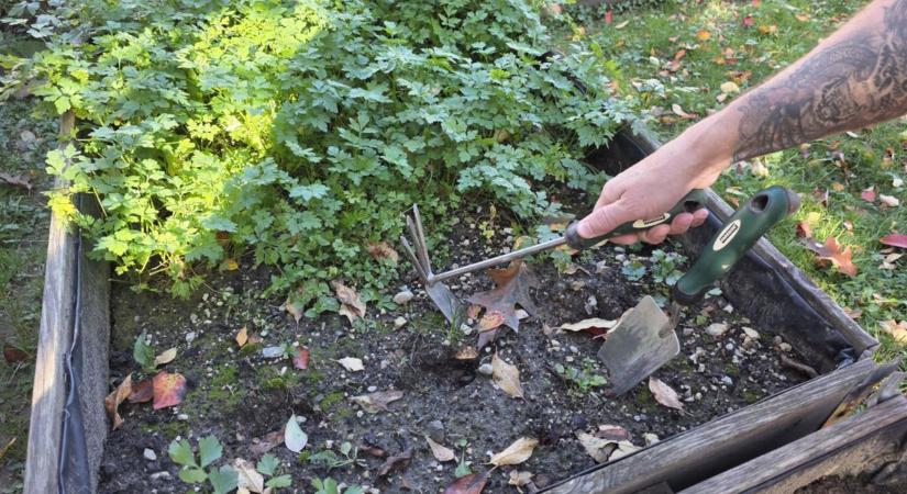 Elég bátor kertész vagy? Ezeket az őszi zöldségeket vetheted a fagyok előtt