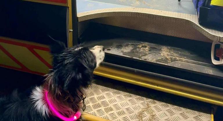 Mindent kockára tett kutyájáért egy fiatal lány Zircen, utánaugrott egy mély, vízzel teli árokba