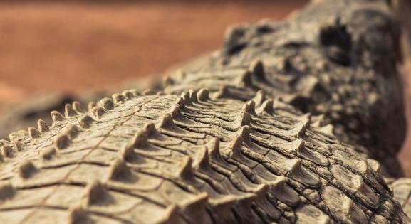 Ismeretlen tengeri krokodilfajt találtak Egyiptomban