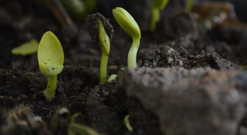 Savanyú vagy lúgos a talaj? Derítse ki otthon!