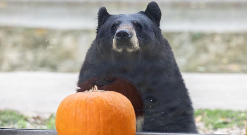 Tökös hangulat a Veszprémi Állatkertben – a fekete medvék is „halloweeneznek” (galériavideó)