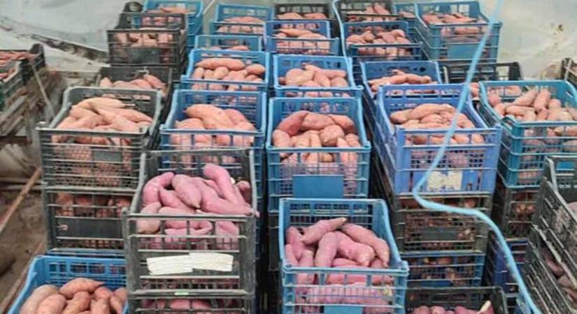Batátatermesztés – 2025 - Közepes hozamok, bizakodó termelők
