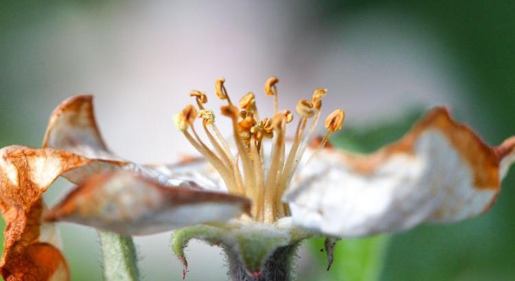 80%-os támogatással indul a fagykár-elhárítási pályázat