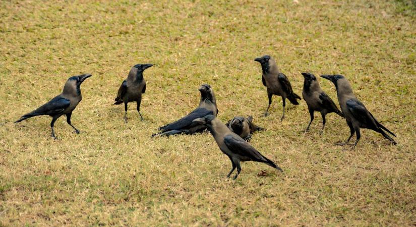 A varjak egyre többen vannak! Rengeteg kárt okoznak, de senki nem tesz semmit – fakadt ki olvasónk