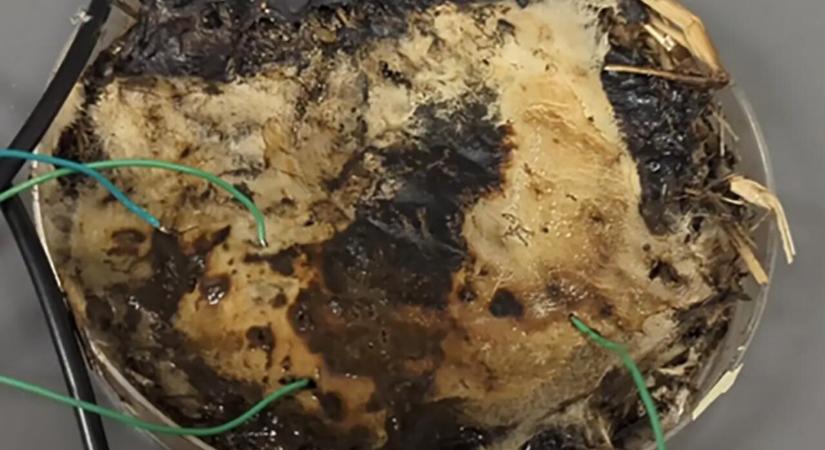 Hamarosan mind begombázunk?