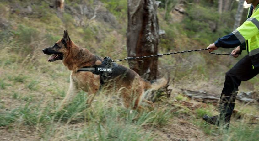 Hol van a holttest többi része? Emberi koponyát találtak a dunántúli városban